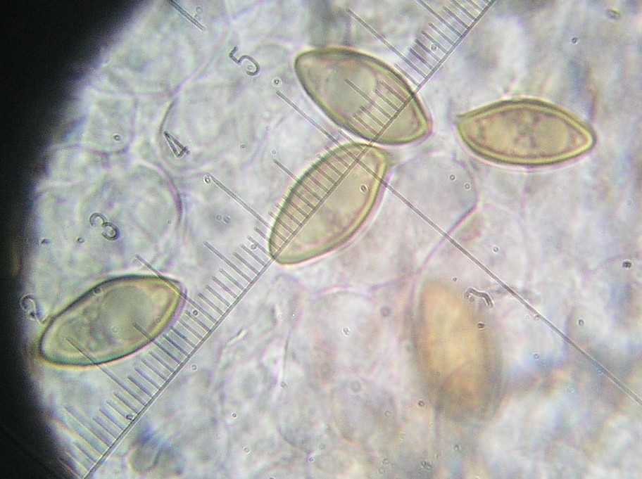 Tecniche di fotografia al microscopio